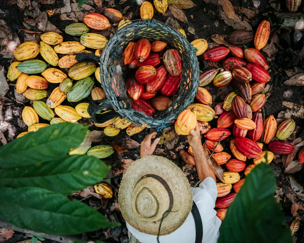 Cacao Engineering & Legal Expertise | META Agro